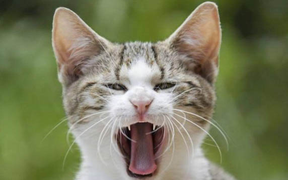 请问猫咪呕吐的原因及处理方法？