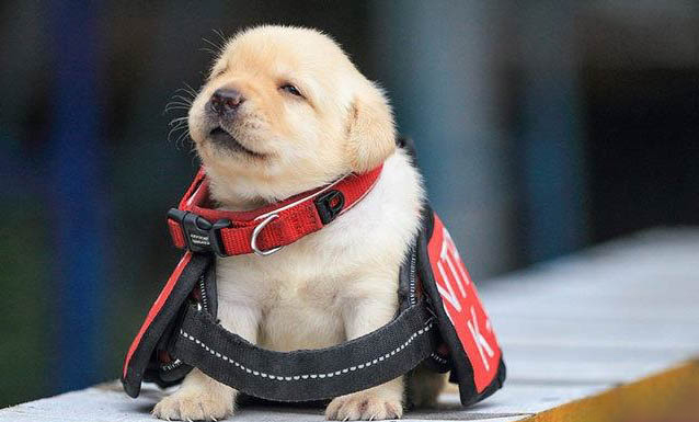 幼犬打嗝是怎么回事？