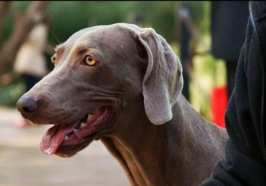 阿富汗猎犬抽搐发抖站立不稳