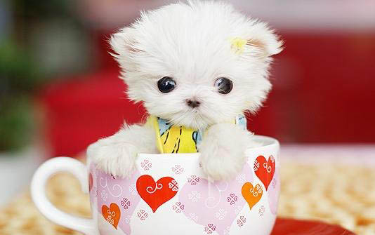 茶杯犬为什么不能养原因有哪些