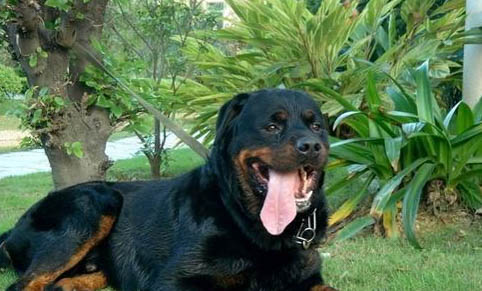 罗威纳犬比特的打斗哪个厉害