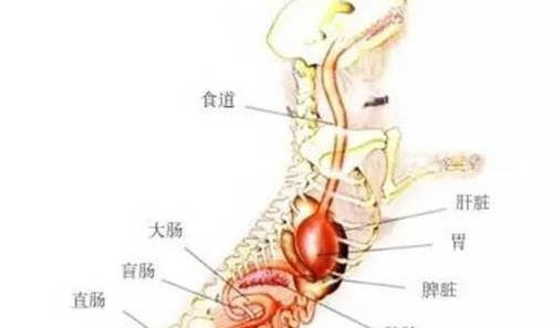 狗狗埋土里需要注意的