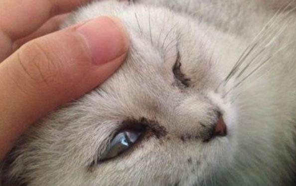 猫尿闭自己好了