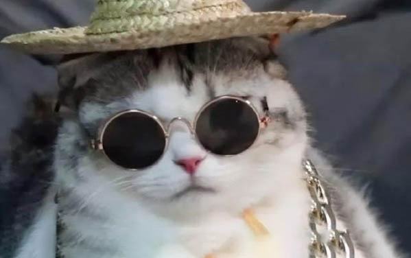 猫咪大便带血还有血粘稠状怎么办