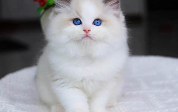 两个月的小猫张嘴叫不出声怎么回事