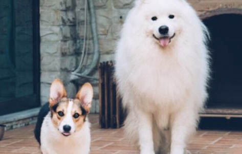 什么狗好养?