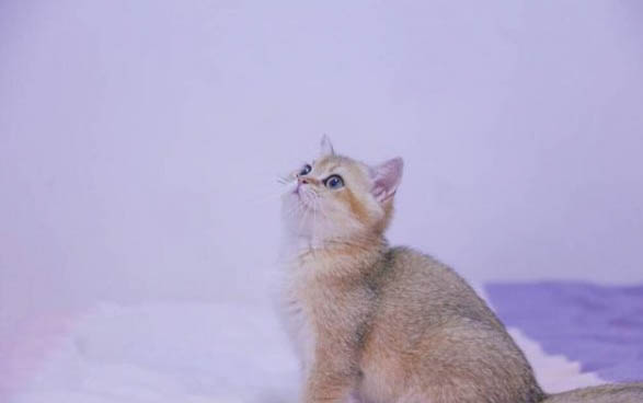 小猫拉稀不吃饭的原因