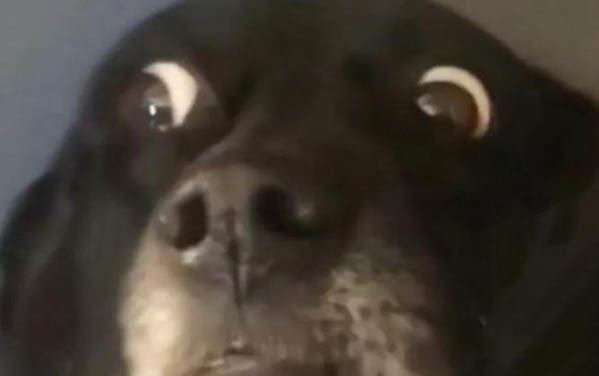 狗狗可以坐火车吗