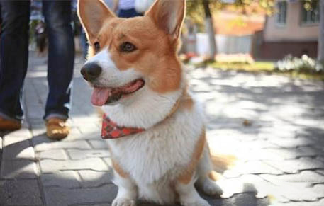 柯基犬和比熊哪个好养