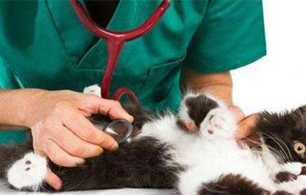 小猫寄养宠物店需要多少钱