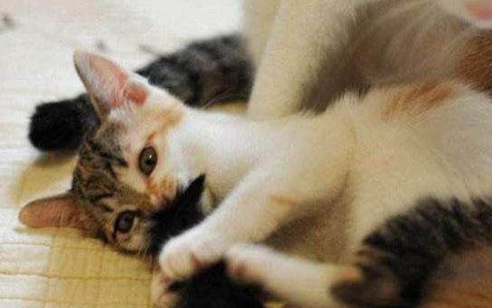 小猫老是打喷嚏是怎么回事,猫咪感冒了怎么办