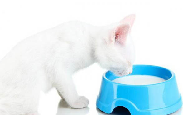 猫咪为什么躲起来不出来