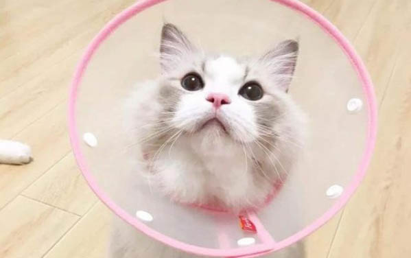 为什么猫咪都会吃猫粮呢