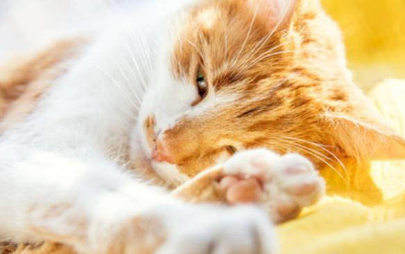 猫猫怀孕了能活多久