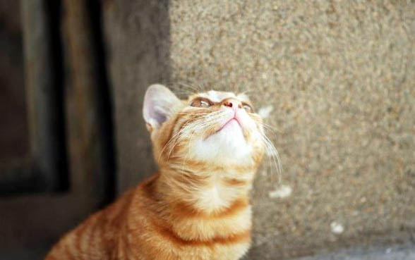小猫脱毛严重怎么回事