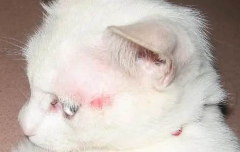 猫咪感冒打喷嚏流鼻涕能自愈吗