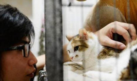 请问猫咪呕吐的原因及处理方法?