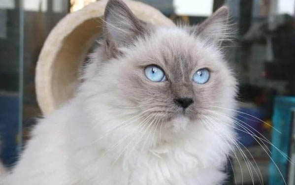 新生的小猫不吃奶老叫唤是生病了吗