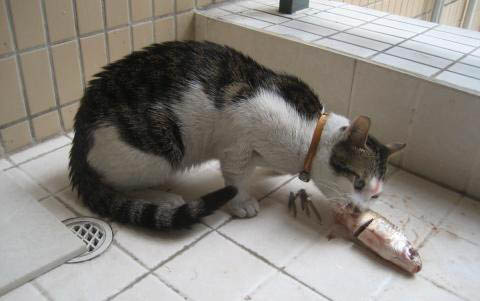 猫咪毛被拔了还能长出来吗