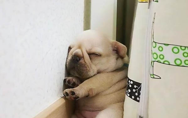 狗狗粪便偏稀可能的原因有哪些