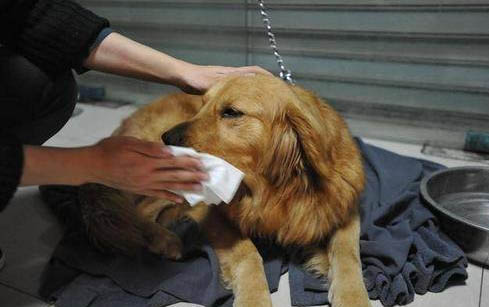 狗狗细小心肌炎症状