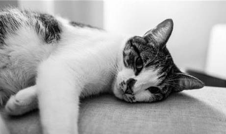 猫咪各阶段年龄与体重标准对照表