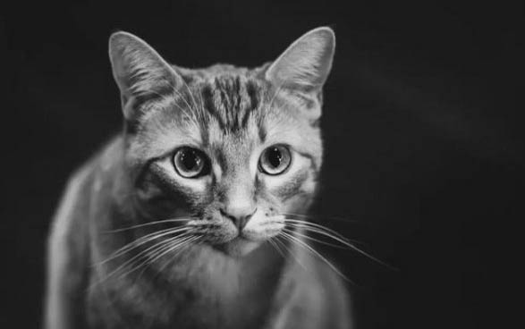 2个月小猫一顿吃15粒猫粮