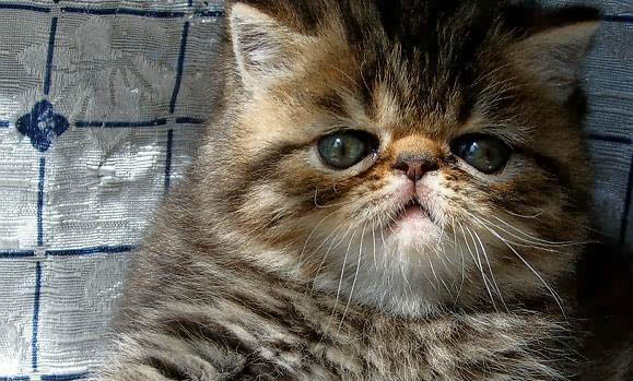 猫咪胰腺炎要住多久院比较好