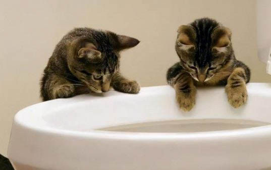 把猫咪的头按在水里是虐猫吗