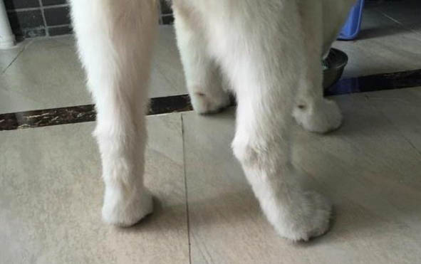 狗狗可以吃黄桃罐头吗?