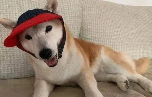 什么时候给狗狗剃胎毛最好