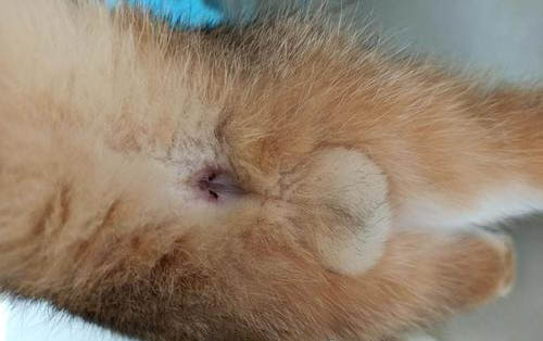 四个月猫咪体内驱虫吃多少比较好