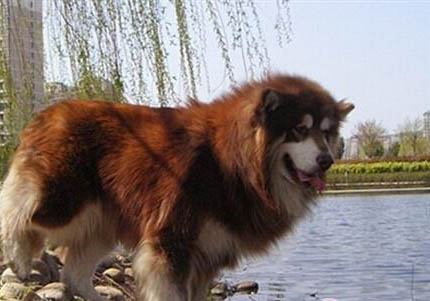 阿拉斯加幼犬消化不良怎么办
