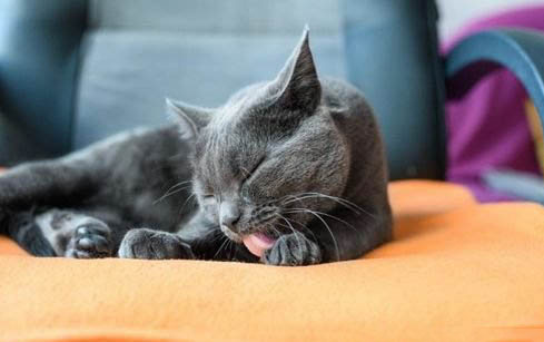 小猫拉肚子呕吐怎么办