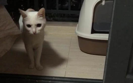 小猫喉咙里咕咕咕咕的原因及处理方法