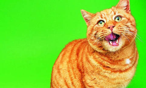 猫咪一直在打喷嚏是怎么回事