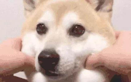 如何训练狗狗坐下趴下握手
