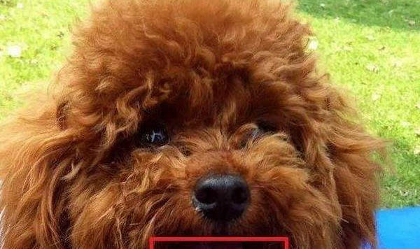 狗狗得了犬瘟要多久才能产生抗体
