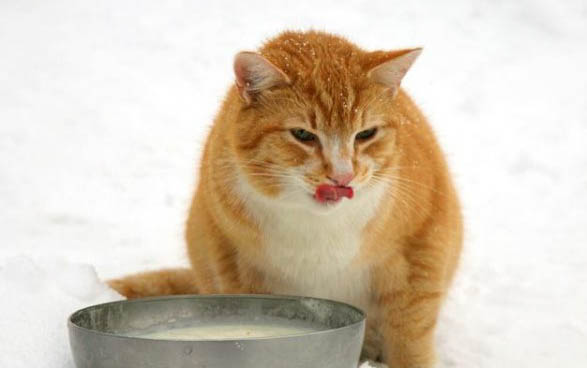 猫呕吐拉肚子是什么原因