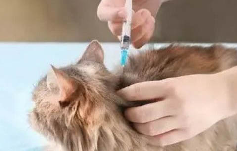 怎么判断猫咪腿是不是骨折