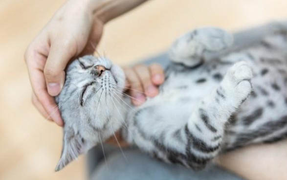 猫咪被打后呕吐是怎么回事
