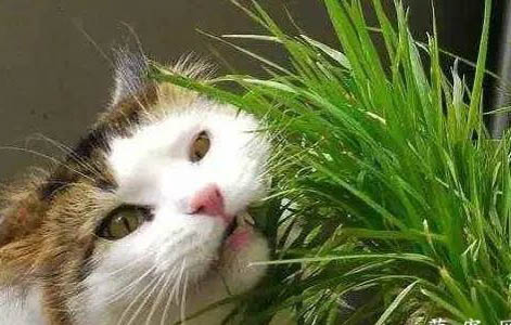 猫咪多久掏一次耳朵