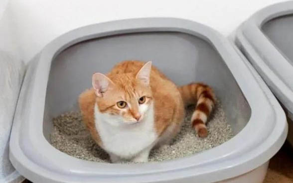 猫咪喷杀虫剂多久能完