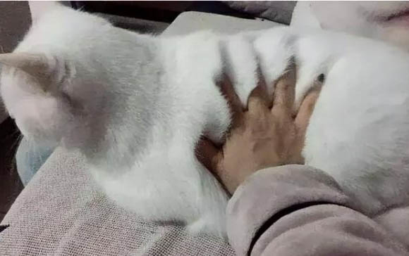 猫为什么不能吃羊肉