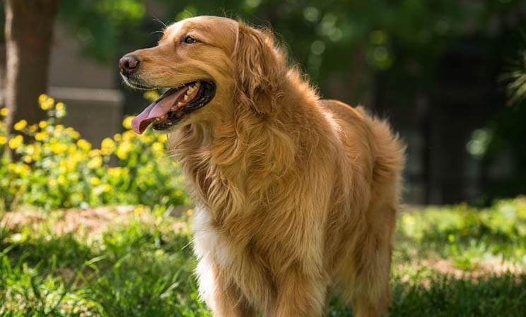 哪里有金毛幼犬卖