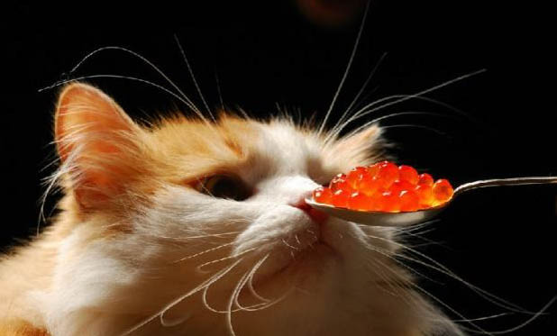 猫咪为什么吃奶后吐了呢