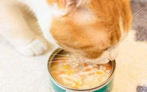 猫咪为什么需要修指甲呢