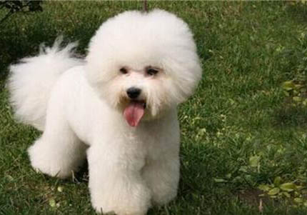 比熊犬吃什么
