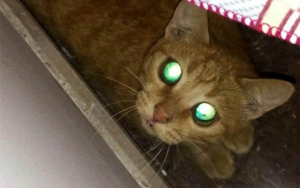 猫咪一睡着就发抖是什么原因
