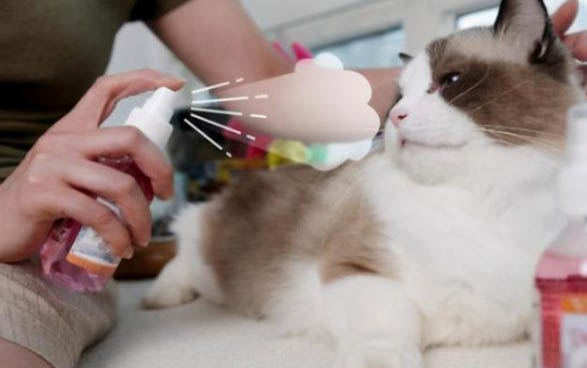 请问猫咪呕吐的原因及处理方法?